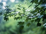 Gotas de lluvia sobre las hojas verdes de un Árbol