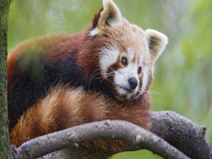 Postal: Panda rojo sobre una rama