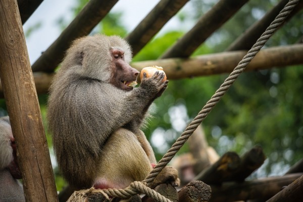 Mono babuino comiendo fruta