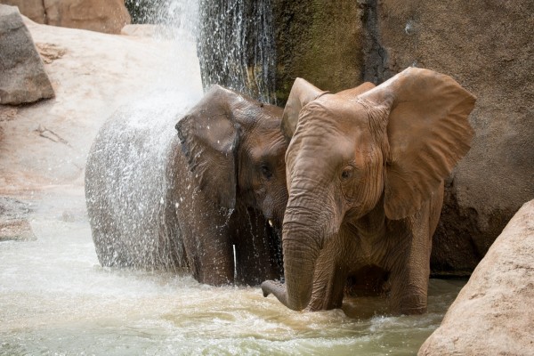 Elefantes bajo una cascada