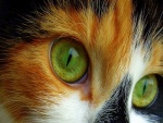 Los bellos ojos verdes de un gato