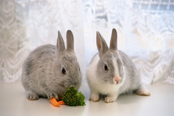 Conejitos comiendo zanahorias y brócoli