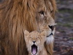Cachorro de león bostezando junto a su padre