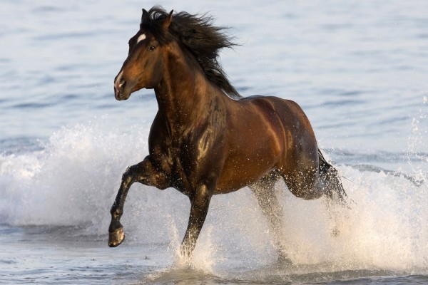 Caballo marrón corriendo sobre el agua