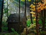Pequeña cabaña en el interior de un bosque
