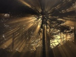 Rayos de sol filtrándose entre las espesas ramas de los árboles