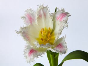 Postal: Una esplendorosa tulipa