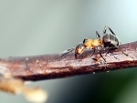Hormiga caminando por una rama
