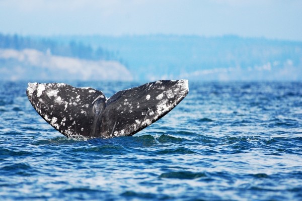 La cola de una gran ballena