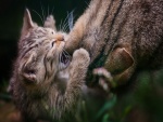 Gatito mordisqueando la oreja de su mamá