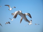 Grupo de aves marinas volando