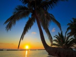 Admirando el amanecer junto a una gran palmera