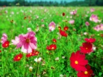 Flores rosas y rojas en un prado