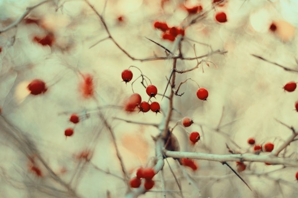 Bayas rojas en un árbol sin hojas