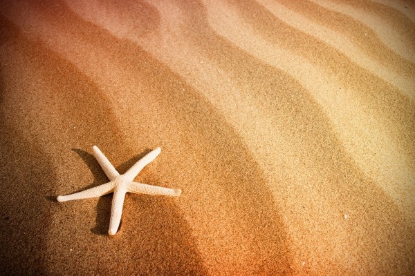 Estrella de mar sobre la arena