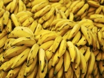 Bananas recién cortadas