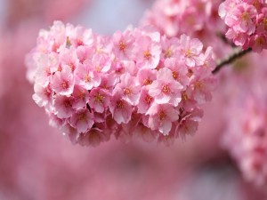 Hermosa rama de cerezo en flor