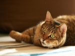 Un gato tumbado sobre una alfombra de rayas