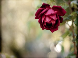 Una hermosa rosa de color rojo