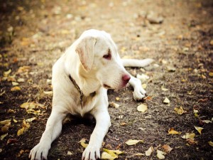 Postal: Perro tumbado sobre hojas otoñales
