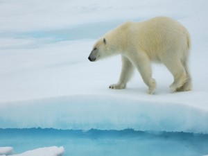 Postal: Oso polar caminando sobre el hielo