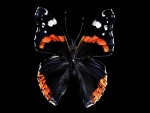 Gran mariposa en un fondo negro