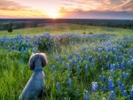 Un perro entre flores contemplando el amanecer