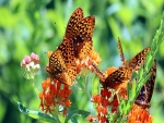 Varias mariposas en unas flores naranjas