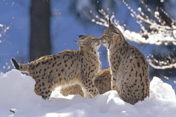 Linces jugando en la nieve