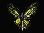 Cuerpo y alas de una mariposa