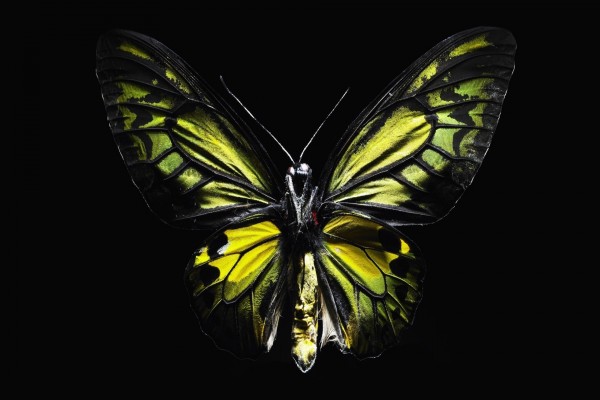 Cuerpo y alas de una mariposa