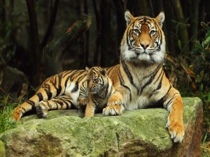 Cachorro de tigre junto a su mamá