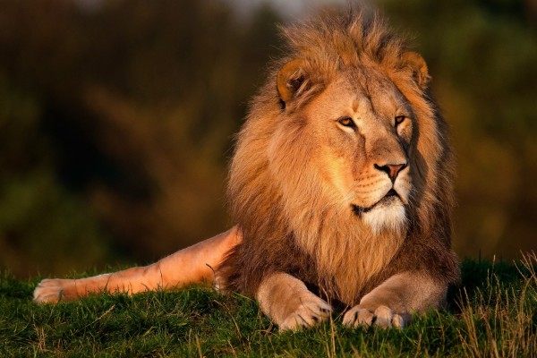 Gran león tumbado sobre la hierba