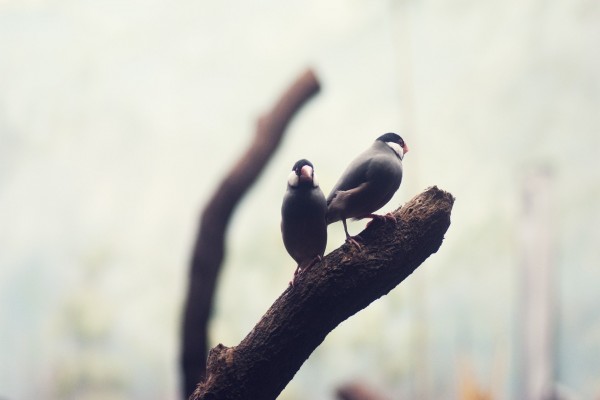 Dos pájaros sobre una rama