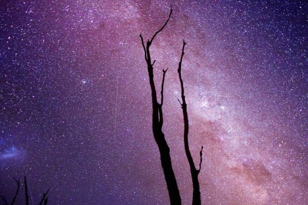 Vía Láctea sobre un árbol seco