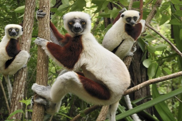 Lémures colgados de unos árboles