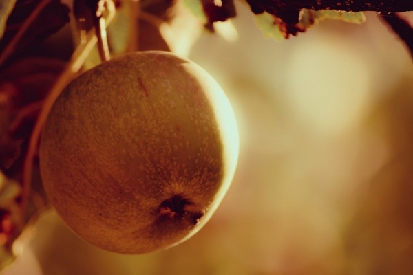 Manzana madura en el árbol