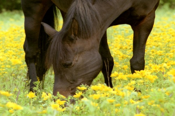 Caballo comiendo hierbas y flores amarillas