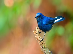 Un pájaro azul posado en una rama