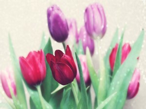 Ramo de bonitos tulipanes