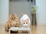 Dos gatos bebiendo leche