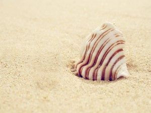 Bonita caracola sobre la arena