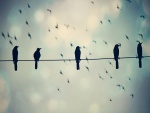 Pájaros sobre un cable