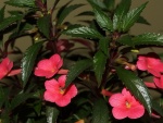Arbusto con flores de campanilla rosadas