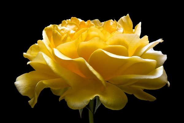 Una gran rosa amarilla en fondo negro