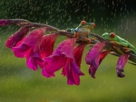 Ranas sentadas bajo la lluvia en una rama con flores fucsias