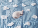 Un gatito duerme rodeado de nubes de algodón
