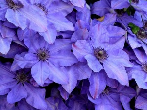 Postal: Delicadas flores con pétalos color púrpura