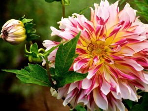 Postal: Magnífica dalia rosa y blanca en un jardín