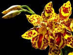 Orquídea amarilla y roja sobre fondo negro
